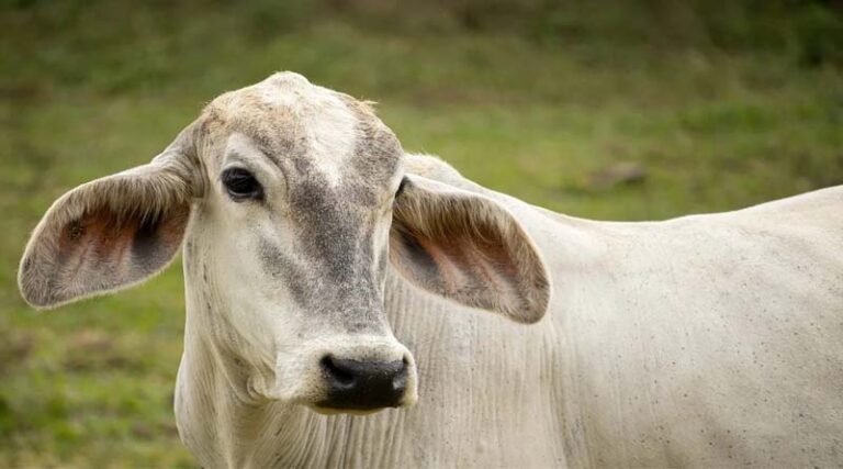 What Are the Latest Practices and Techniques in Animal Husbandry in India