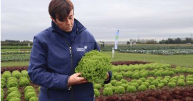 Bejo lettuce seed varieties go from strength to strength on Bremia races | Available in the UK from Elsoms