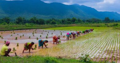 India’s Agricultural Sector Sees Promising Yields in 2023-24