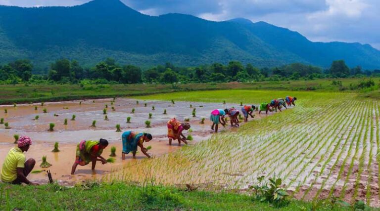 India’s Agricultural Sector Sees Promising Yields in 2023-24