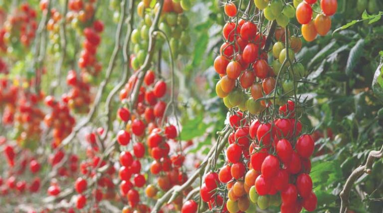 How the ToBRFV Varieties Changed the Tomato Market in Spain