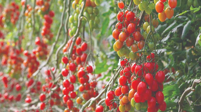 How the ToBRFV Varieties Changed the Tomato Market in Spain