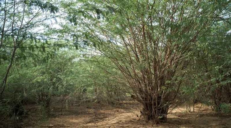 Facilitating Strategy and Action Plans to Address Woody Weeds in Tanzania’s Lake Natron Basin