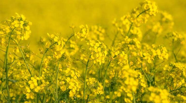 Supreme Court Issues Split Verdict on GM Mustard Release, Orders National GMO Policy