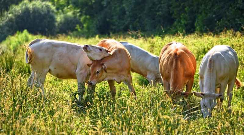 CABI joins AMAST Network launched to battle AMR in the agrifood system