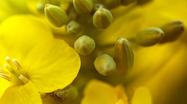 Nufarm Partners with KD Nutra on Plant-Based Omega-3 Portfolio Expansion