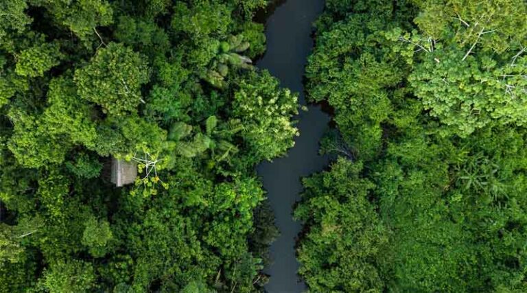 Forests Face Increasing Climate-related Stress Amid Growing Demand for Their Products, FAO Report Warns