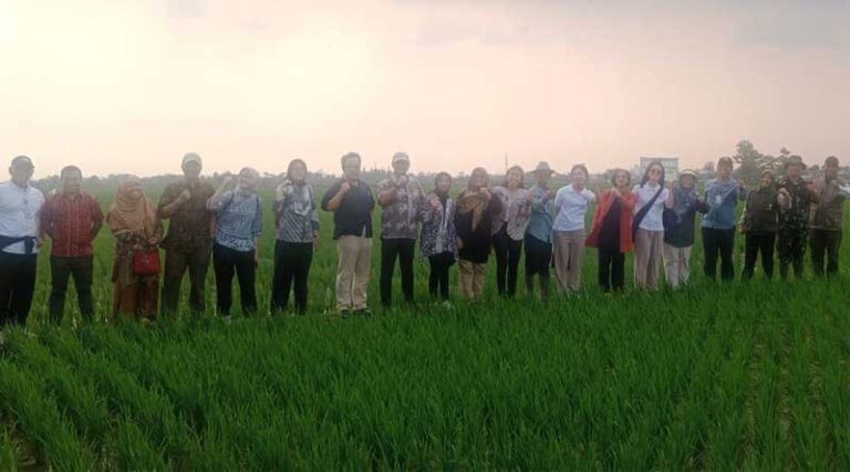 Rice Crop Manager: Delivering Results for Indonesian Farmers