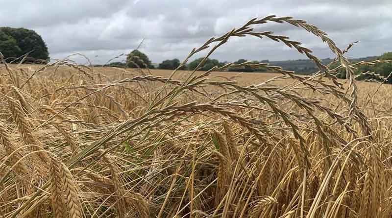 Cultivation Insight Into Grass Weed Strategies
