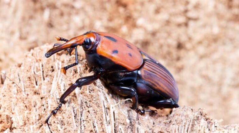 Battling the Red Palm Weevil