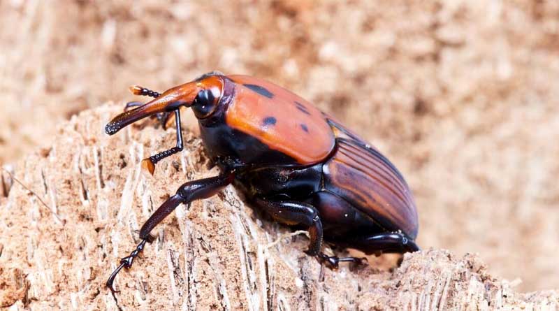 Battling the Red Palm Weevil
