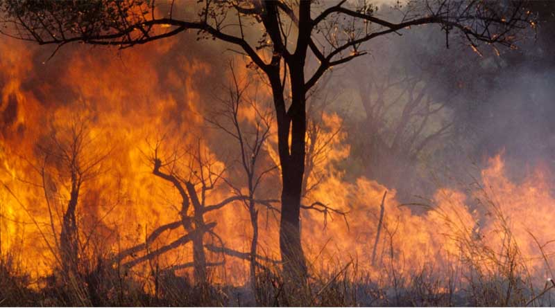 FAO Launches Updated Guidelines to Tackle Extreme Wildfires