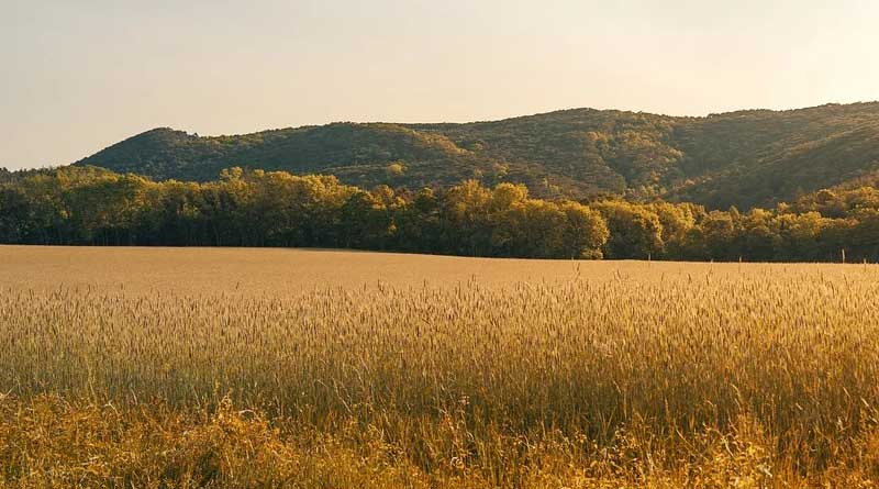 Women’s Participation in Farmer Producer Organisations