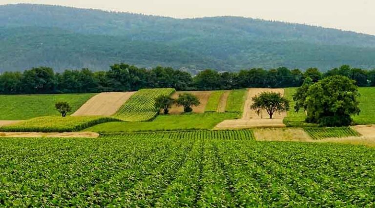 Carbon Trading Mechanism in Agriculture Sector