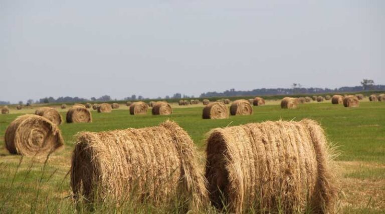 Agriculture Start-ups in the Country