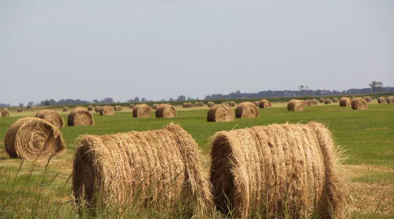 Agriculture Start-ups in the Country