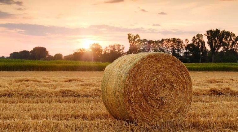 Use of Precision Agriculture and Technology to Increase Crop Yield