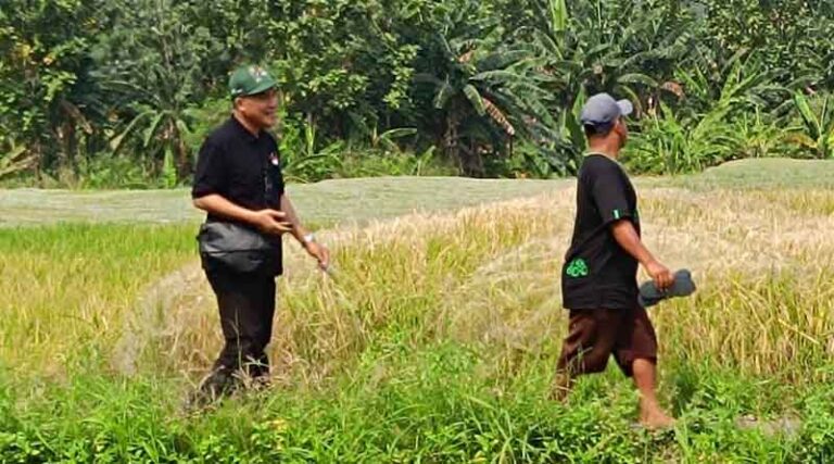 IRRI and BSIP Conduct Training of Trainers on LKP 2.0 and Farm Mapping Using GPS