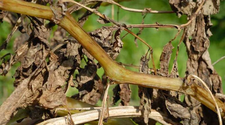 Target Tuber Blight Protection From Zoospore Movement
