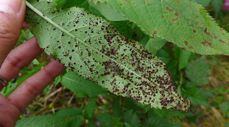 Biological fight against Himalayan balsam stepped up at sites near River Stort in Hertfordshire, UK