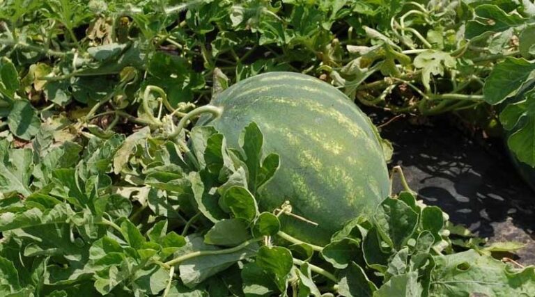Get to Know Watermelon Types and Key Diseases to Watch For