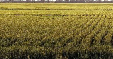 Revised Market Segmentation for Spring Wheat-achieving Alignment Between ICARDA and CIMMYT