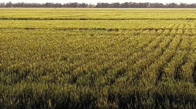 Revised Market Segmentation for Spring Wheat-achieving Alignment Between ICARDA and CIMMYT