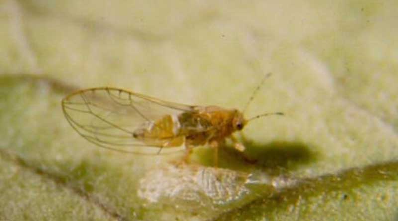 Agdia Releases Rapid Molecular Assay for Pathogen Causing Zebra Chip Disease in Potato