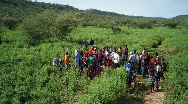 Communities Take Action Against Woody Weeds in Lake Natron Basin to Reduce Impacts in Worst Affected Areas