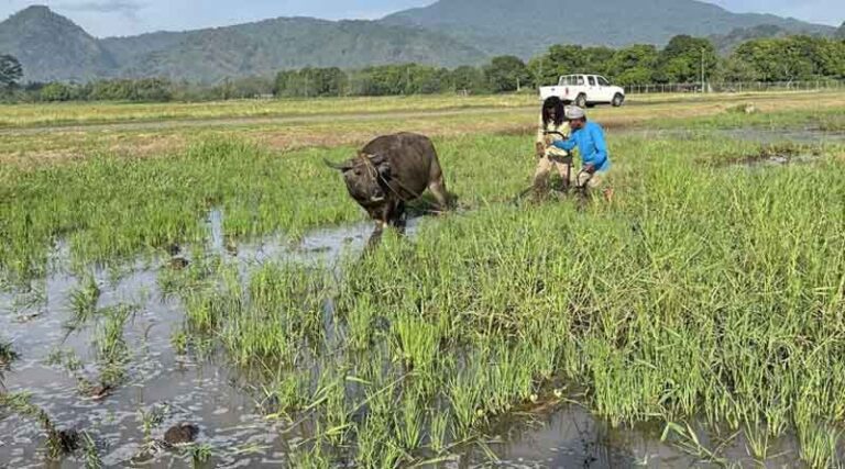 Looking into RR2P 2024: A Transformative Rice Science Learning Experience