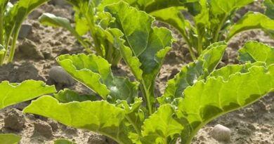 Biofertiliser Boost for Sugar Beet Growth