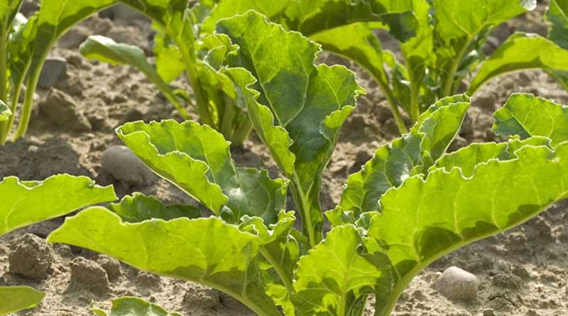 Biofertiliser Boost for Sugar Beet Growth