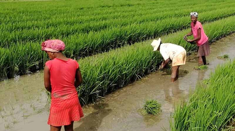 OECD-FAO Agricultural Outlook: Emerging Economies Will Continue Driving Agricultural Markets
