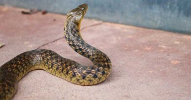 What Should Farmers Do in Case of a Snake Bite