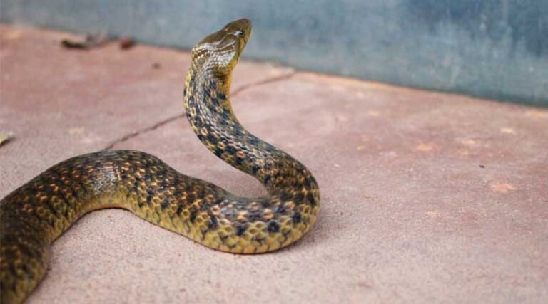 10 Important Steps For First Aid In Case Of Snake Bite