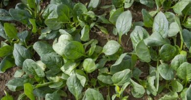 Ensuring Sustainable Growth: Streamlining Crop Protection Approvals for New Zealand’s Horticulture Sector
