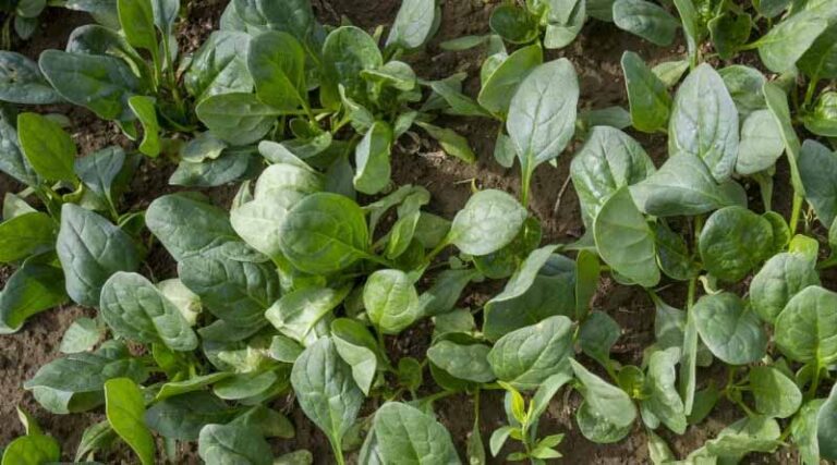 Ensuring Sustainable Growth: Streamlining Crop Protection Approvals for New Zealand’s Horticulture Sector