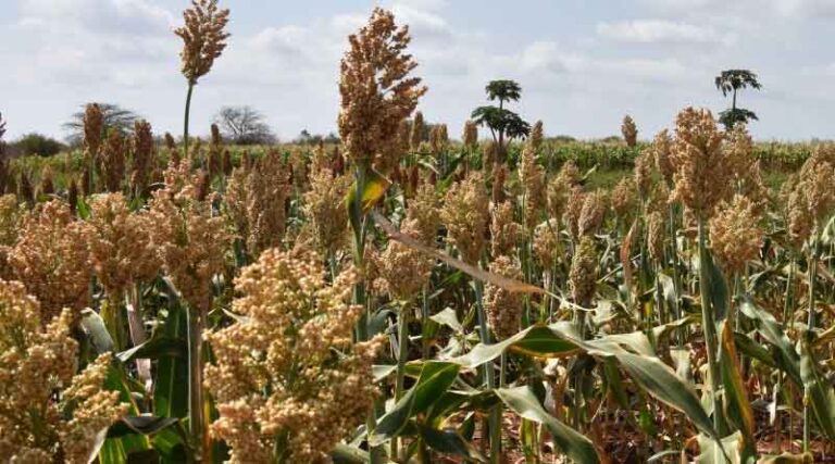 Launch of a New Global Partnership for the Vision for Adapted Crops and Soils Initiative