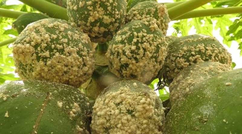 CABI and Partners Step Up Fight Against Devastating Papaya Mealybug on More Farms in Kenya