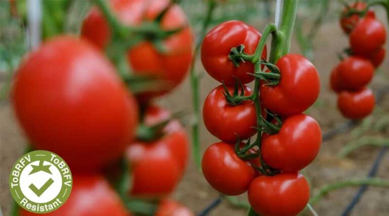 The Inside Story: How Syngenta’s Tomatoes Beat ToBRFV