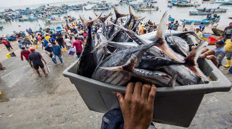 Climate Risks Projected to Affect Fish Biomass Around the World's Ocean, FAO Report Says