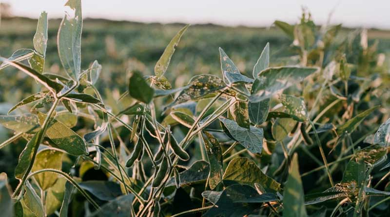 Soybean Acreage on the Rise, Grew by More Than 100% Over Last Year