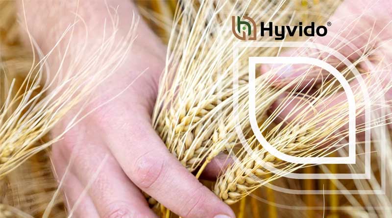 Lincolnshire Farm Manager Sees Multiple Benefits From Growing Hyvido Hybrid Barley for AD