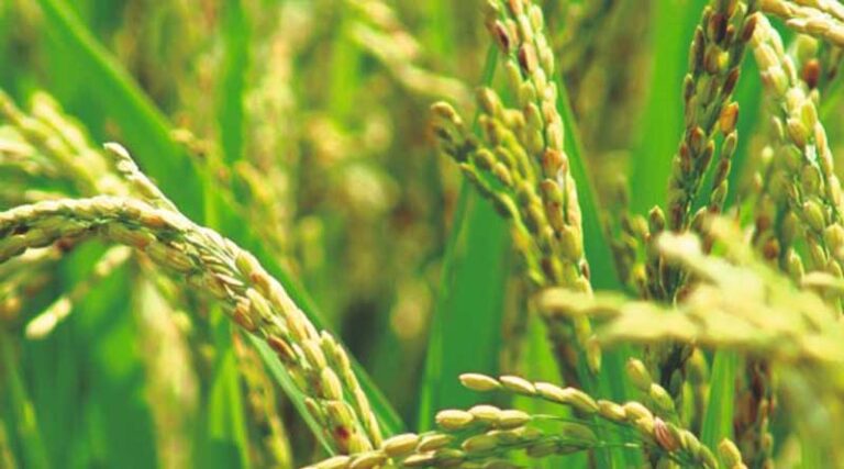 Kharif crop sowing crosses 575 lakh hactare