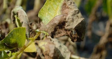 Extra Curative Control to Meet Challenging Conditions for Blight