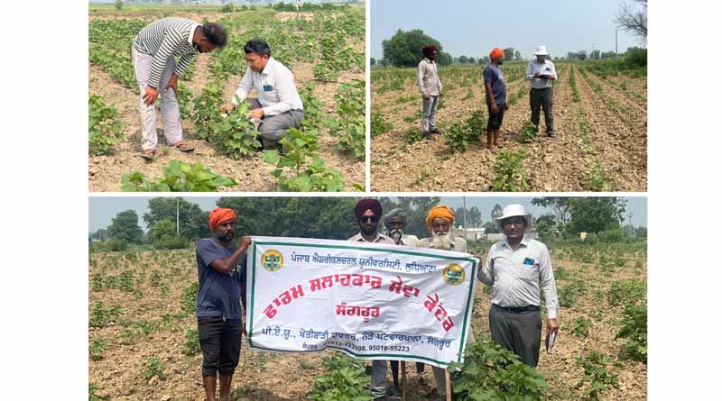 PAU-FASC Sangrur Educates Farmers on Managing Pink Bollworm and Whitefly in Cotton