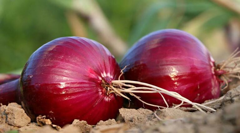 Today's Onion Mandi Rate (as on 17 July 2024)