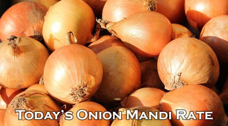 Today's Onion Mandi Rate (as on 10 July 2024)