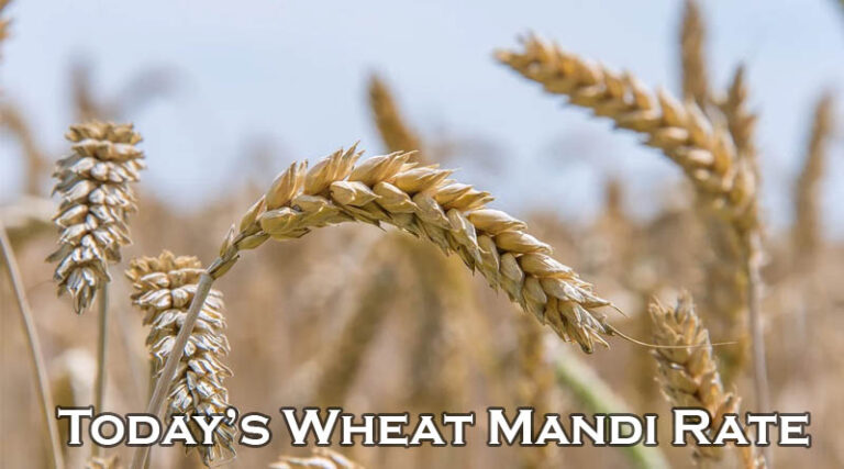 Today's Wheat Mandi Rate (as on 22 July 2024)
