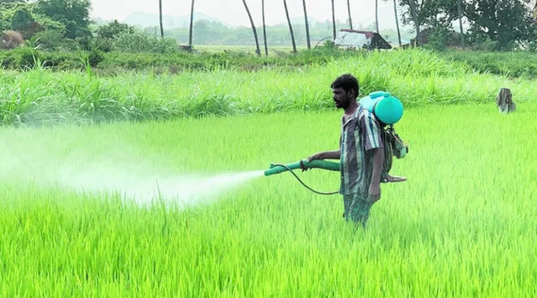 Kharif Crop Sowing is More Than 1031 Lakh Hectares